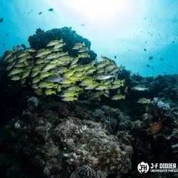 GRANDBAIE AQUARIUM-min